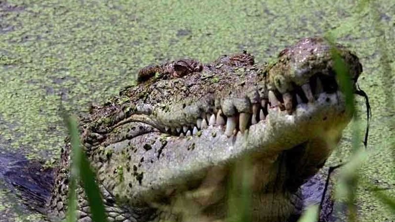 تمساح يلتهم قسيسا