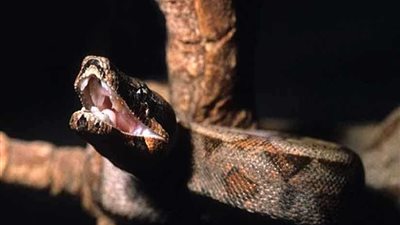 أفعى طولها 7أمتار تبتلع فلاحة