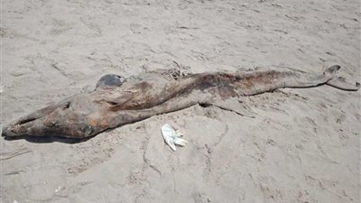 العثور على هيكل حيوان نافق على شاطئ مدينة 