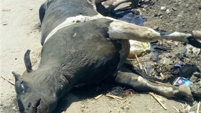 نفوق الأبقار بعد إصابتها بـ