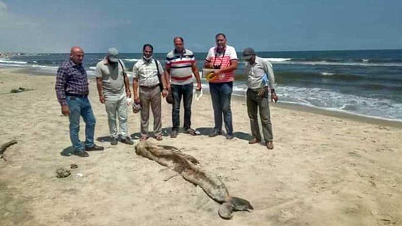 مدير مركز جامعة المنصورة