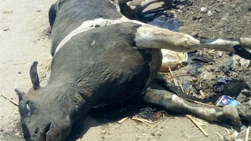 نفوق الأبقار بعد