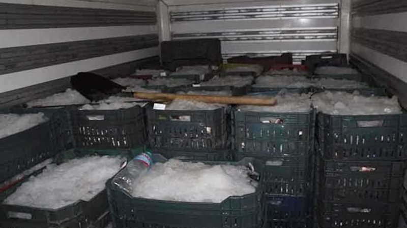 ضبط 4 أطنان أسماك