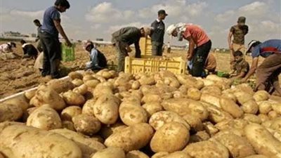 مونديال روسيا ينعش صادرات البطاطس المصرية