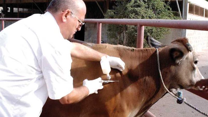 البيطرية تحصن الأبقار