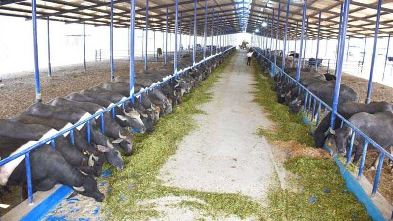 قريبا الرئيس يفتتح