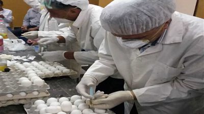 البحيرة تواجه 