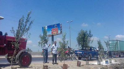 تجميل الطريق الزراعى بكفر الدوار 