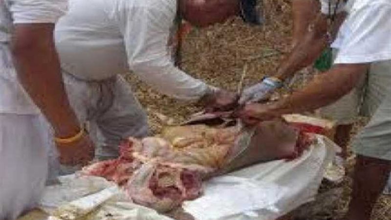 آكلو لحوم البشر يظهرون