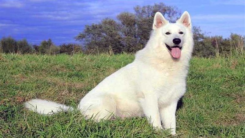 ومن الوفاء ما قتل!