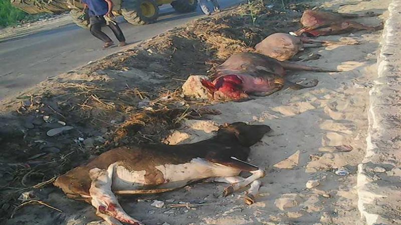 الحيوانات النافقة