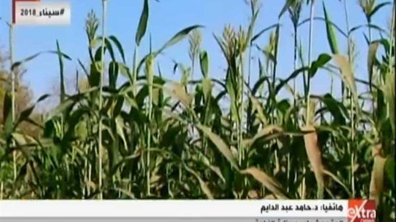 الزراعة تكشف إجراءات
