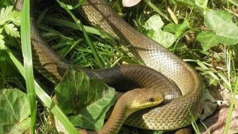 مصرع طالب إثر لدغة