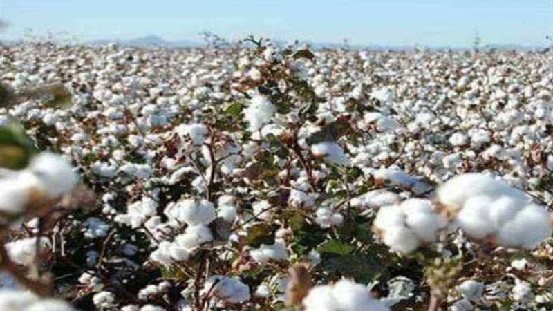 زراعة 10 آلاف فدان