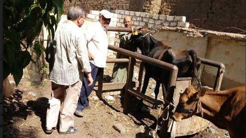 تحصين 105 آلاف حيوان