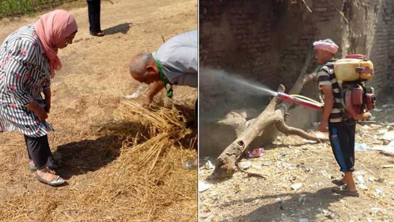 استمرار مكافحة حشرة