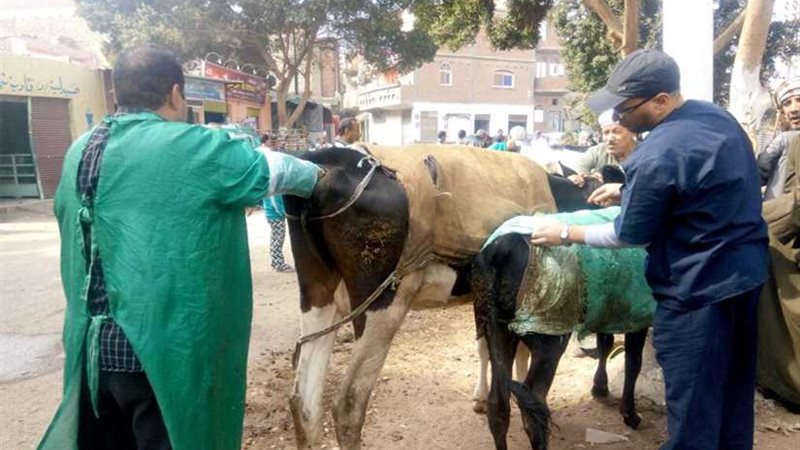 إطلاق 3 قوافل بيطرية