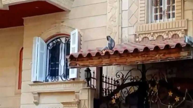 نسناس هارب يثير الذعر