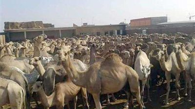 الإفراج عن شحنة إبل سودانية