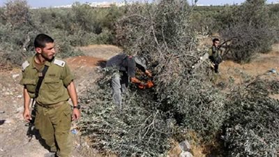 الاحتلال يقتلع 350 شجرة مثمرة في دير بلوط شمال الضفة الغربية