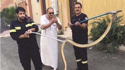 ثعبان ضخم يقطع الكهرباء بالكويت