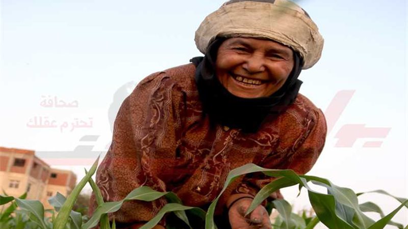 ضحكة الشقيانين..الفلاحة