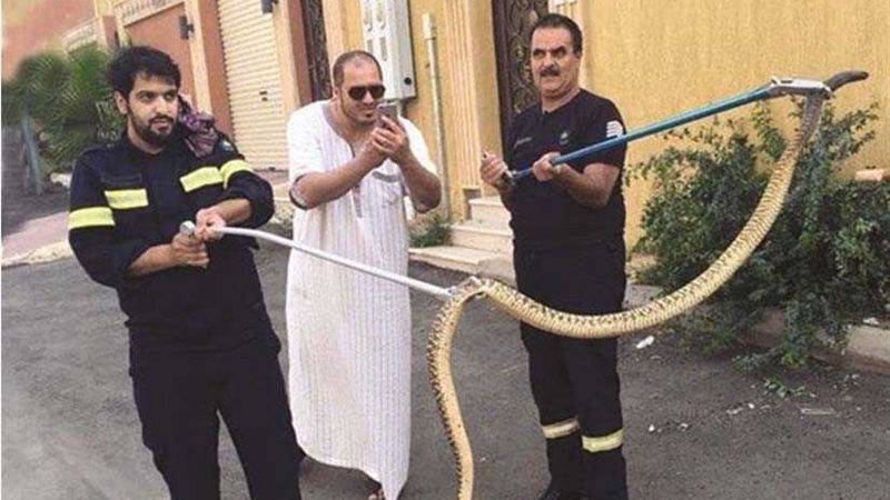 ثعبان ضخم يقطع الكهرباء