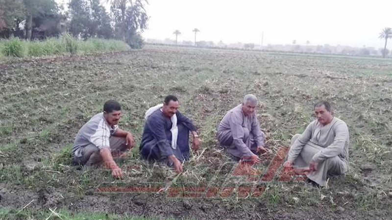 الفلاحون: محلالها