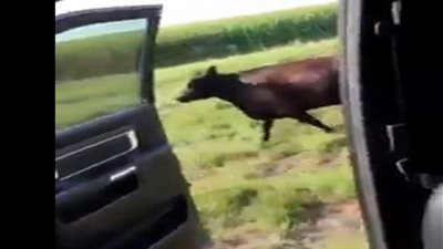 «بقرة» الـ«كيكي» على مواقع التواصل الاجتماعي