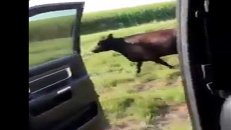 «بقرة» الـ«كيكي»