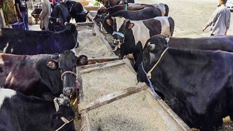 الزراعة: لم نرصد