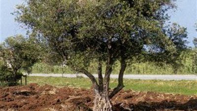 انطلاق مبادرة (شَجر بلدك) بنزلة حسين بالمنيا