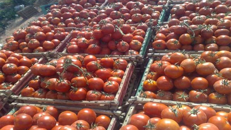 خسائر 1000 فدان طماطم