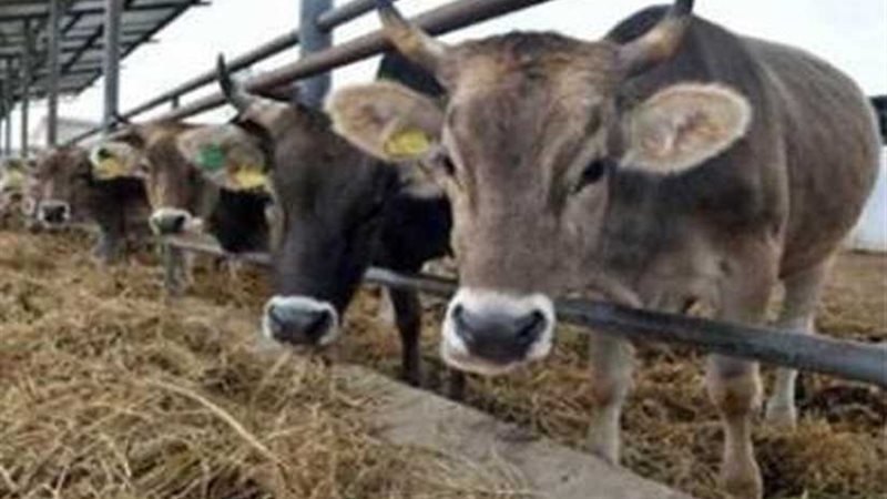 الزراعة: ترخيص 941