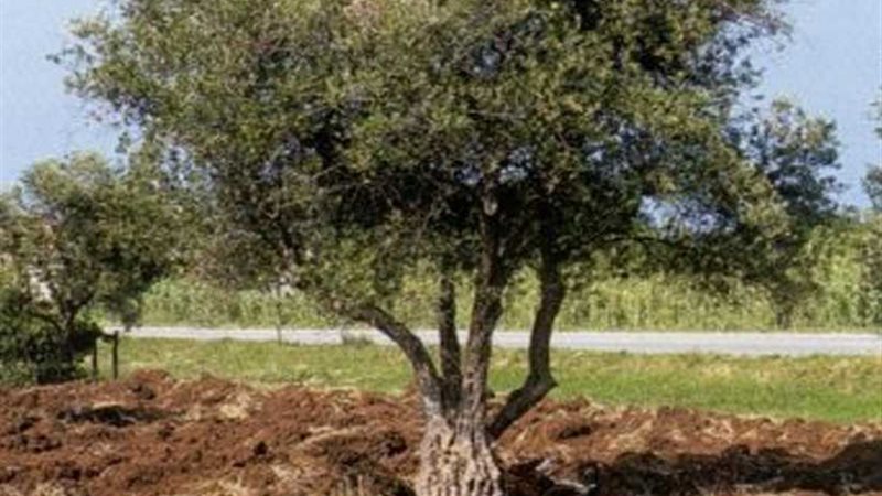 انطلاق مبادرة (شَجر