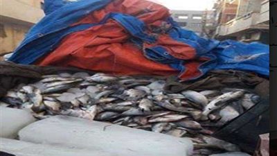 ضبط سيارة محملة بـ400 كجم أسماك غير صالحة للاستهلاك الآدمي بمركز ديروط