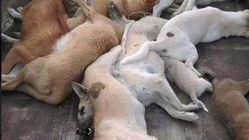 معركة طاحنة على أكل