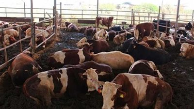 بـ57 جنيها للكيلو..المنوفية تستعد لـ