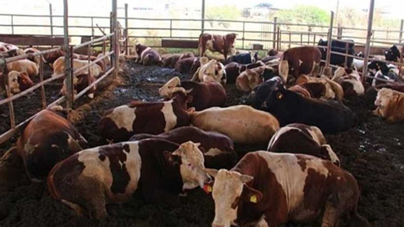 بـ57 جنيها للكيلو..المنوفية