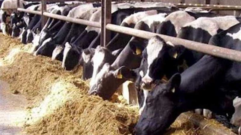 التموين تستعد لعيد