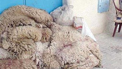 بيع جلود الأضاحي في مزاد علني بـ”المنوفية“