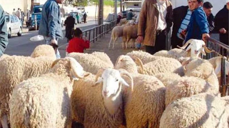 13 نصيحة من الزراعة