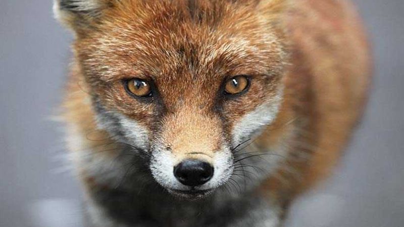 ذئب يهاجم طفلة في