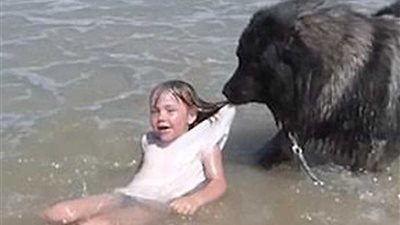 كلب ينقذ طفلة من الغرق ويسحبها إلى الشاطئ.. 