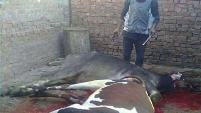 قبل أيام من عيد الأضحى.. المنوفية تبدأ ”الذبح العشوائي“ مبكرًا