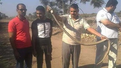 الثعابين تعود لـ