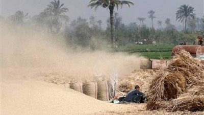 في مناقصتين عالميتين.. مصر تشتري 420 ألف طن قمح