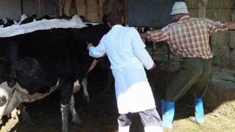 مجازر كفرالشيخ مجانًا