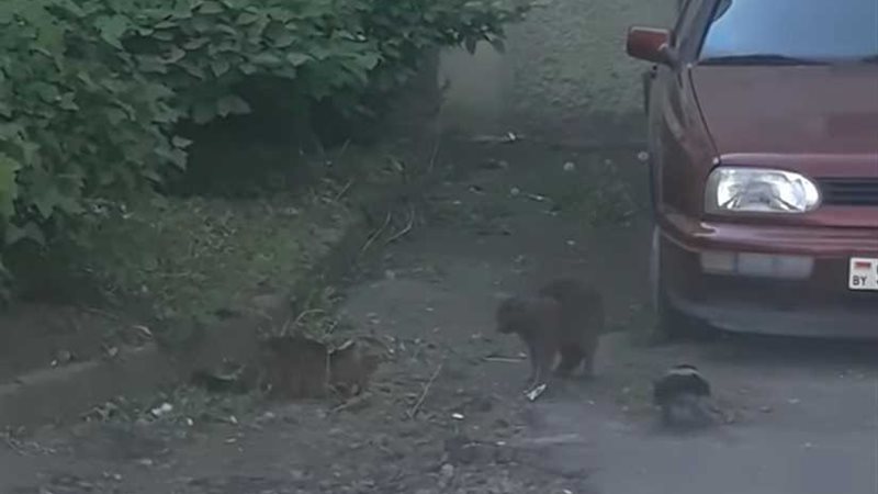 شاهد..غراب بطل يوقف