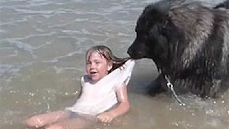 كلب ينقذ طفلة من